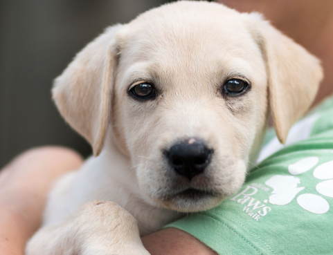 RSPCA NSW